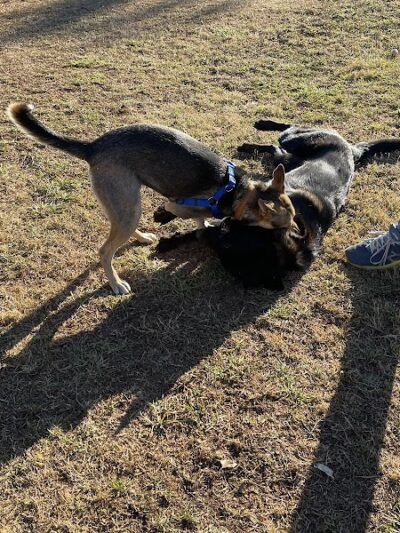 Prof Park Dog Park - Athens, TN
