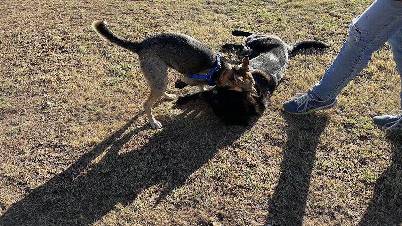 Prof Park Dog Park - Athens, TN