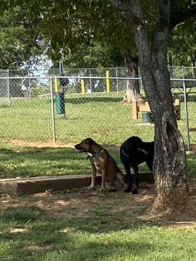 Prof Park Dog Park - Athens, TN