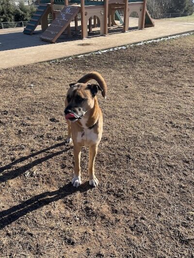 Prof Park Dog Park - Athens, TN