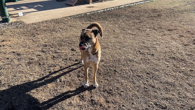 Prof Park Dog Park - Athens, TN