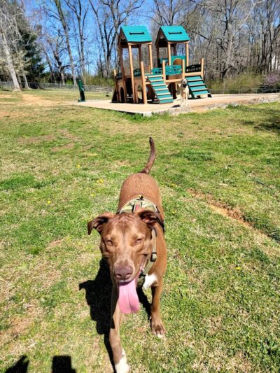 Prof Park Dog Park - Athens, TN