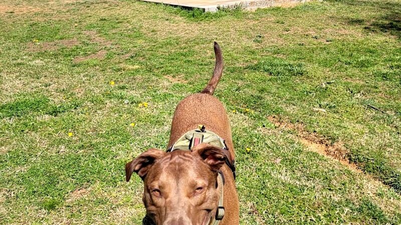 Prof Park Dog Park - Athens, TN