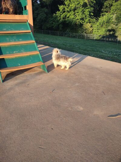 Prof Park Dog Park - Athens, TN