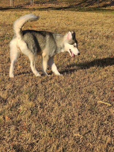 Knox Park - Athens, TN