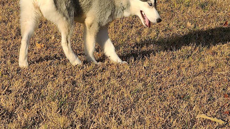 Knox Park - Athens, TN
