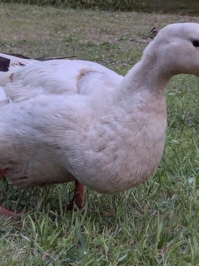 Knox Park - Athens, TN