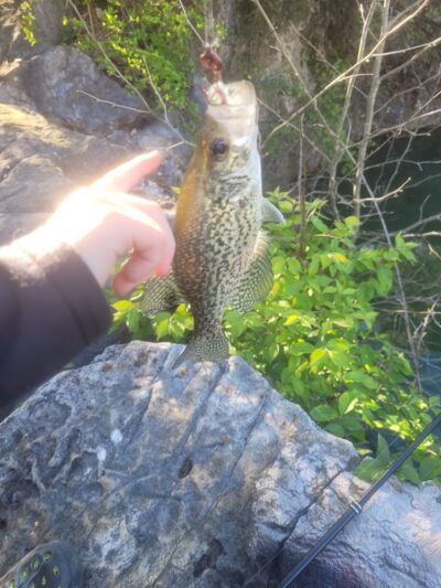 Knox Park - Athens, TN