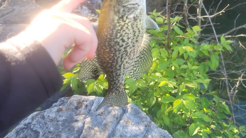 Knox Park - Athens, TN