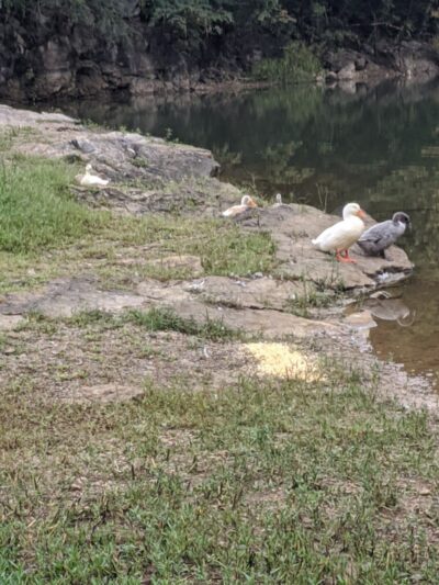 Knox Park - Athens, TN