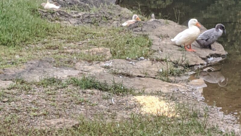 Knox Park - Athens, TN