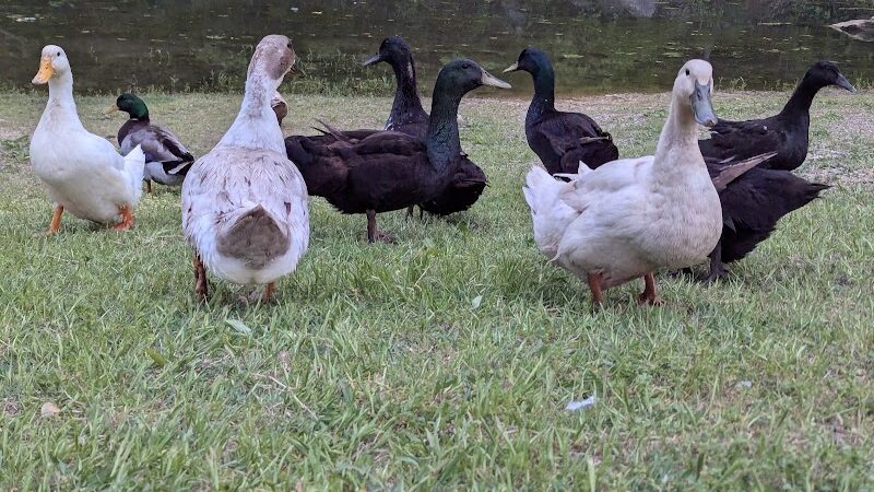 Knox Park - Athens, TN