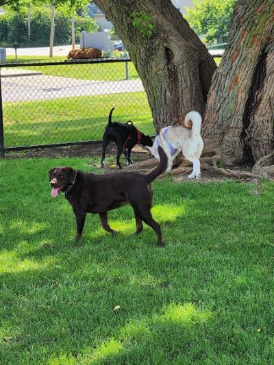 Dog Park at Phillips Park - Aurora, IL