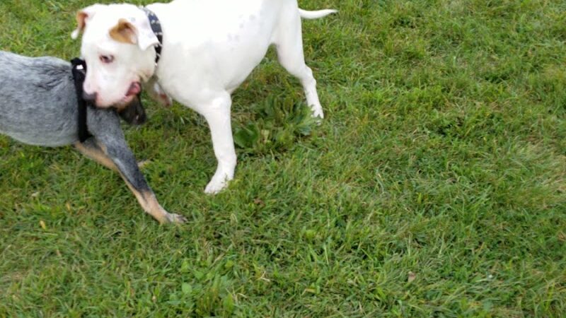 Dog Park at Phillips Park - Aurora, IL