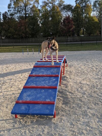 Dog Park at Phillips Park - Aurora, IL