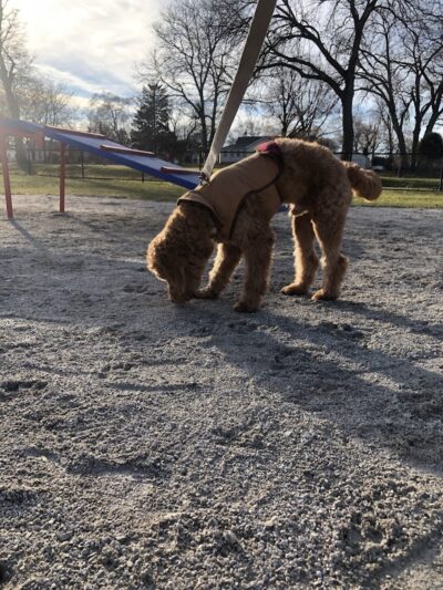Dog Park at Phillips Park - Aurora, IL
