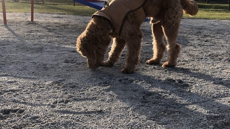 Dog Park at Phillips Park - Aurora, IL
