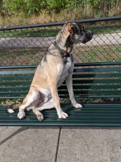 Dog Park at Phillips Park - Aurora, IL