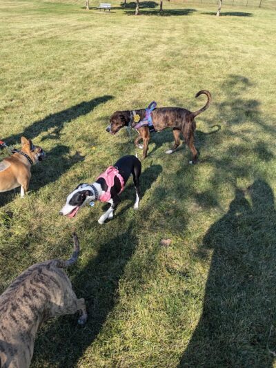 Lincoln Park Dog Park - Aurora, IL