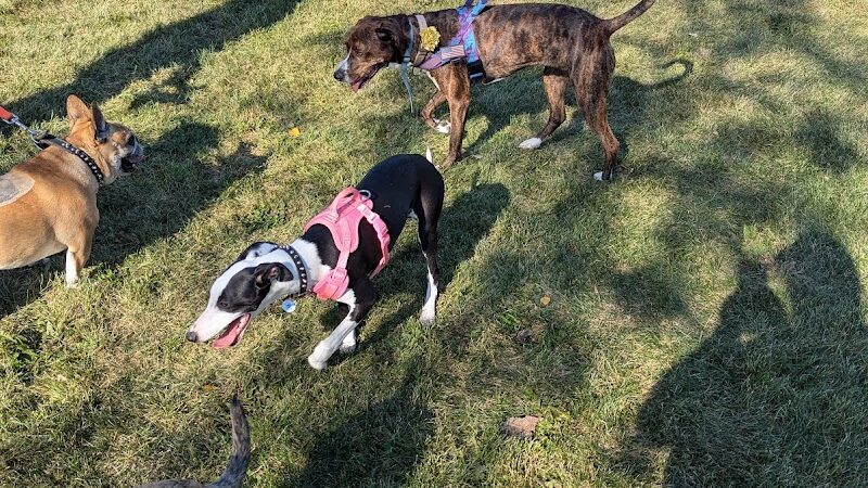Lincoln Park Dog Park - Aurora, IL