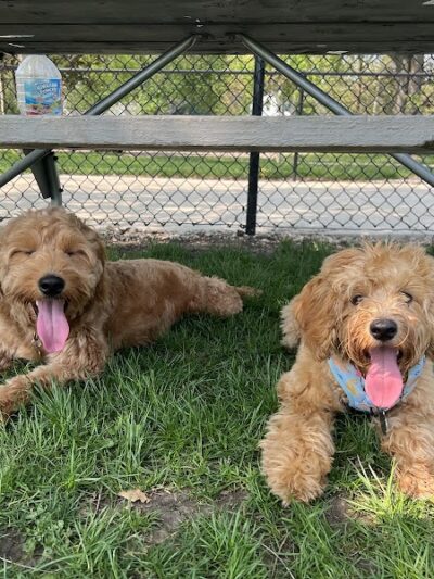 Lincoln Park Dog Park - Aurora, IL