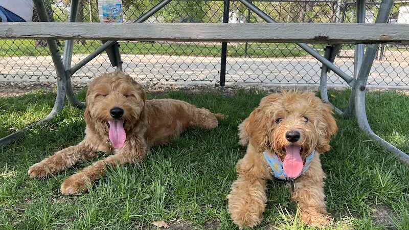 Lincoln Park Dog Park - Aurora, IL