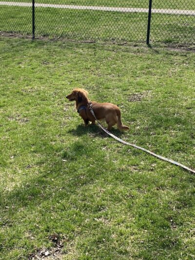 Lincoln Park Dog Park - Aurora, IL