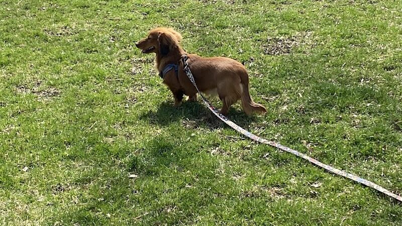 Lincoln Park Dog Park - Aurora, IL