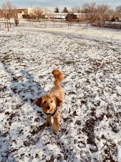 Lincoln Park Dog Park - Aurora, IL