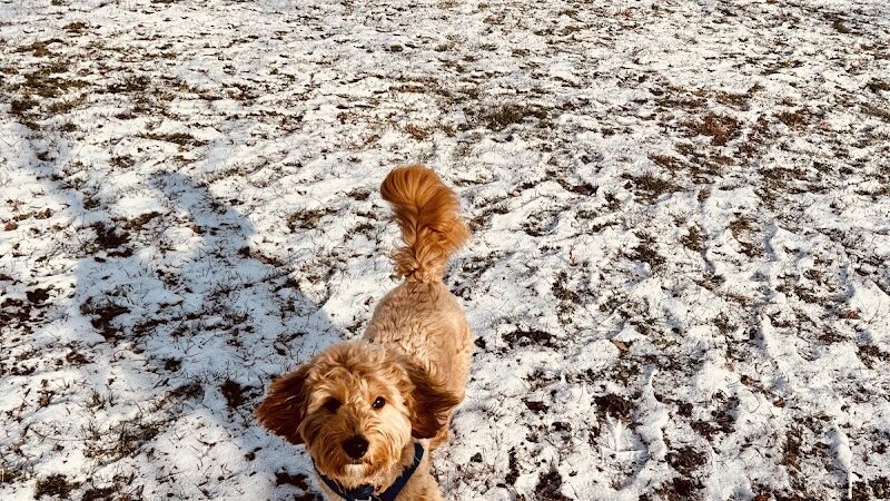 Lincoln Park Dog Park - Aurora, IL