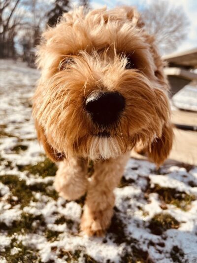 Lincoln Park Dog Park - Aurora, IL