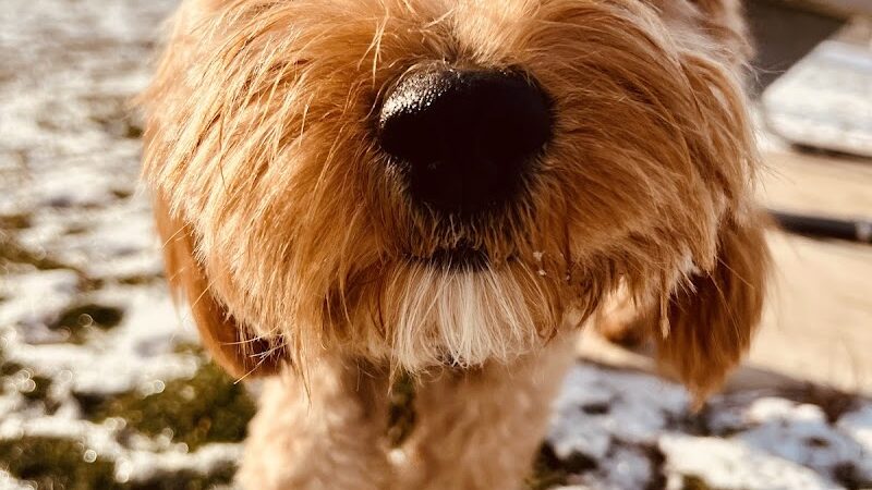 Lincoln Park Dog Park - Aurora, IL