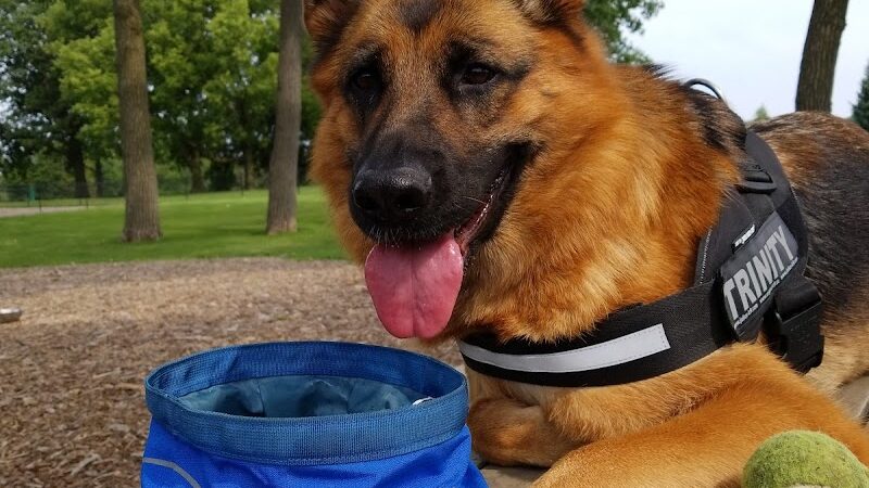 Lincoln Park Dog Park - Aurora, IL