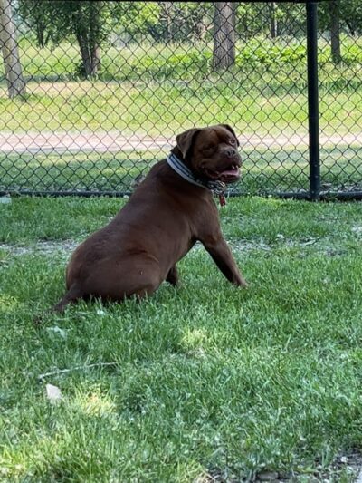 Lincoln Park Dog Park - Aurora, IL