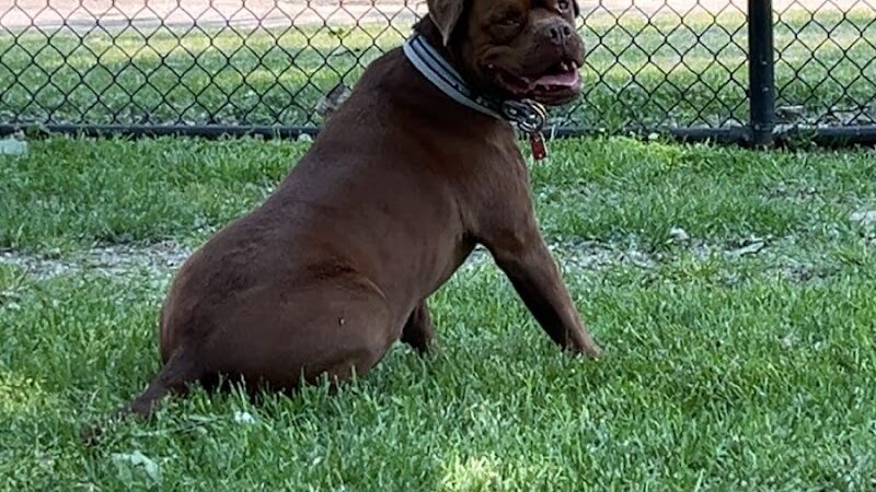 Lincoln Park Dog Park - Aurora, IL