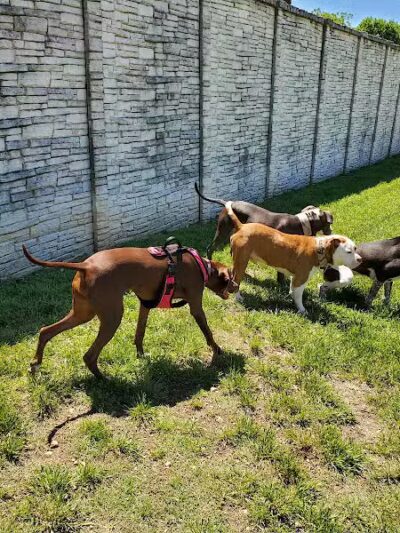 Wells Branch Dog Park - Austin, TX