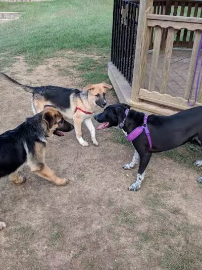 Wells Branch Dog Park - Austin, TX