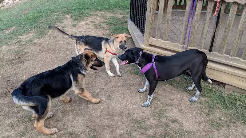 Wells Branch Dog Park - Austin, TX