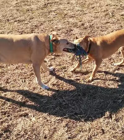 Wells Branch Dog Park - Austin, TX