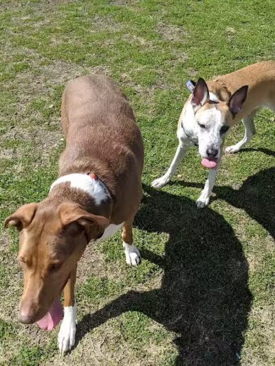 Wells Branch Dog Park - Austin, TX