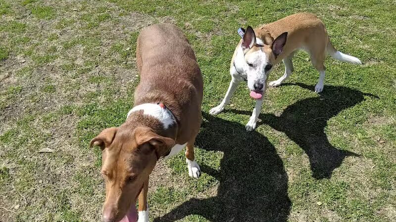 Wells Branch Dog Park - Austin, TX