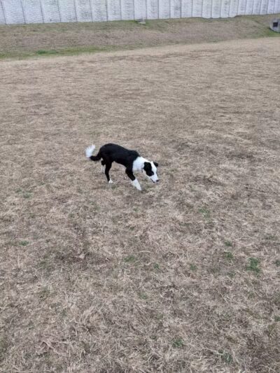 Wells Branch Dog Park - Austin, TX