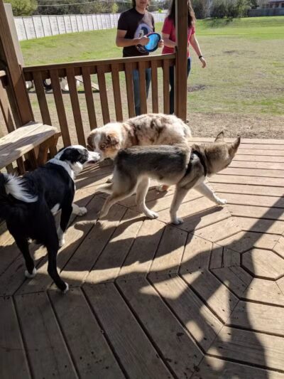 Wells Branch Dog Park - Austin, TX