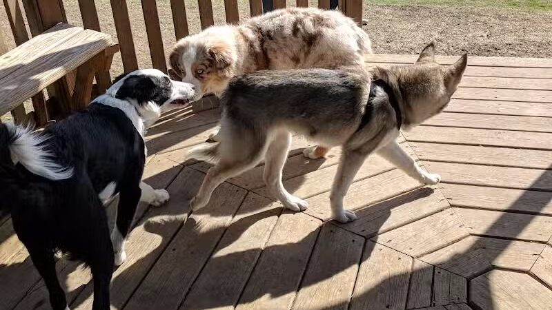 Wells Branch Dog Park - Austin, TX