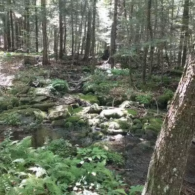 Poestenkill Community Forest - Averill Park, NY