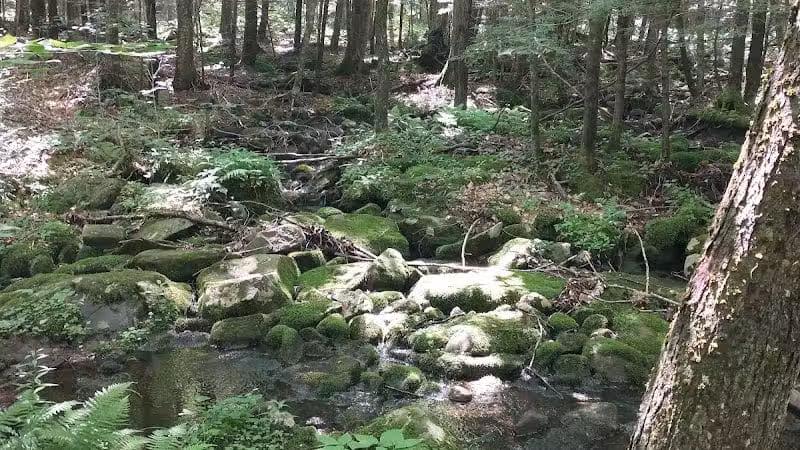 Poestenkill Community Forest - Averill Park, NY