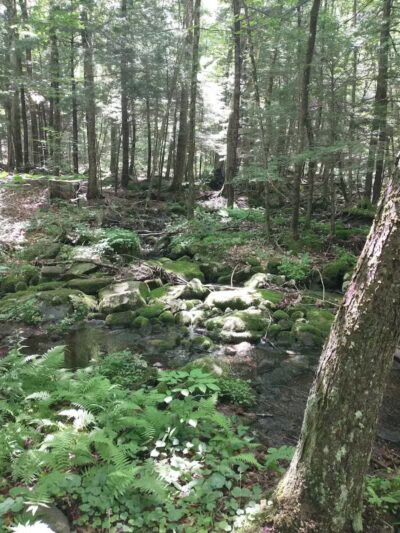 Poestenkill Community Forest - Averill Park, NY