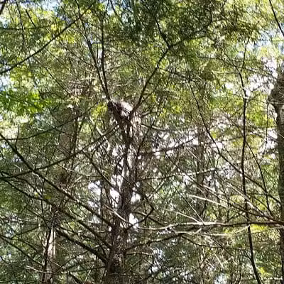 Poestenkill Community Forest - Averill Park, NY