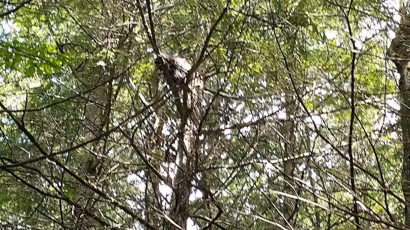 Poestenkill Community Forest - Averill Park, NY