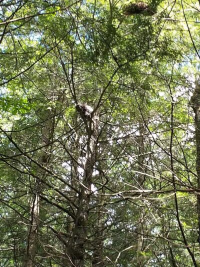 Poestenkill Community Forest - Averill Park, NY